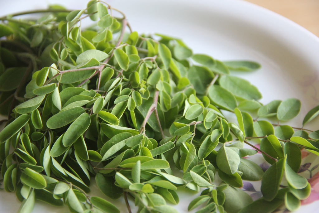 Moringa “The Miracle Tree”